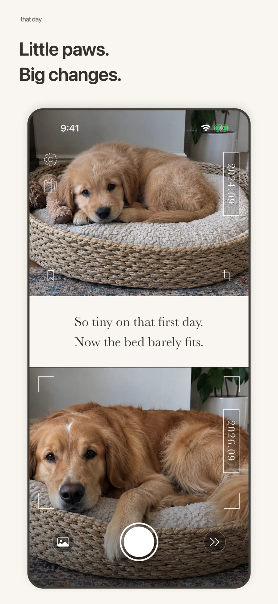 Little paws, big changes